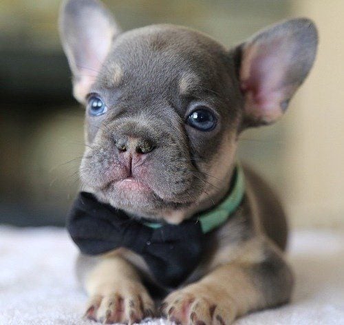 French Bulldog For Sale In Guwahati
