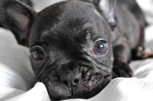 French Bulldog For Sale In Guwahati