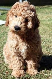 Labradoodle For Sale In Bangalore