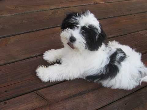 Havanese For Sale In Hyderabad