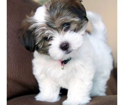 Havanese For Sale In Hyderabad