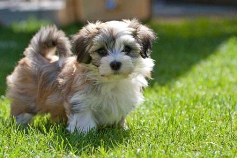 Havanese For Sale In Bangalore