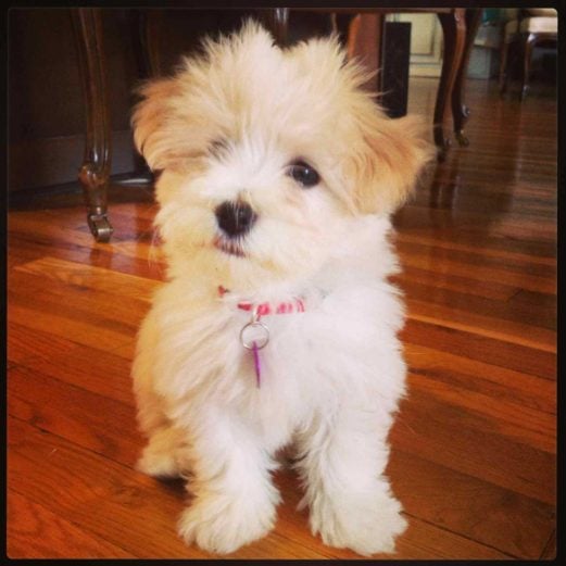 Havanese For Sale In Bangalore