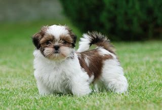 Shih Tzu For Sale In Surat