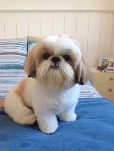 Shih Tzu For Sale In Surat