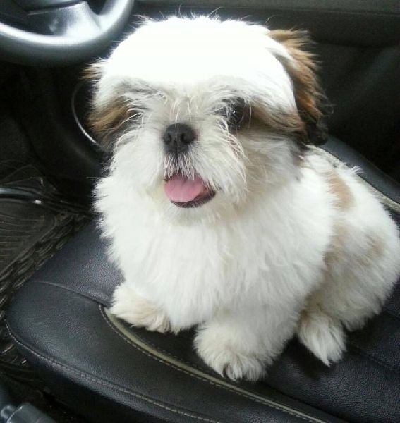 Shih Tzu For Sale In Surat