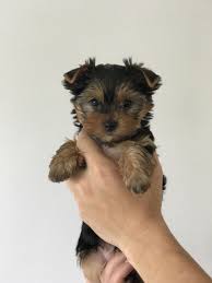 Yorkshire Terrier For Sale In Kochi