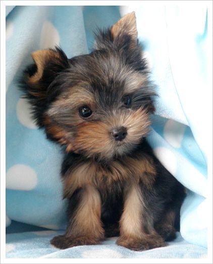 Yorkshire Terrier For Sale In Kochi