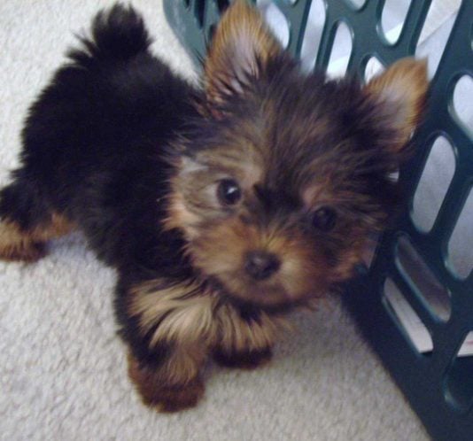 Yorkshire Terrier For Sale In Kochi