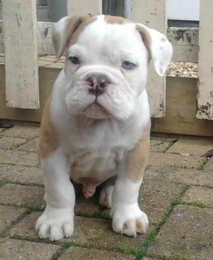 American Bulldog For Sale In Hyderabad