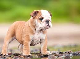 Bulldog For Sale In Bangalore