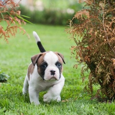 American Bulldog For Sale In Bangalore