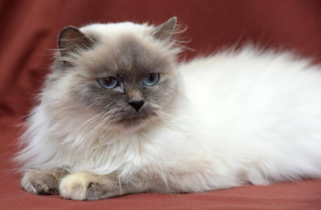 Himalayan For Sale In Bangalore