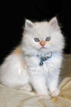 Himalayan For Sale In Guwahati