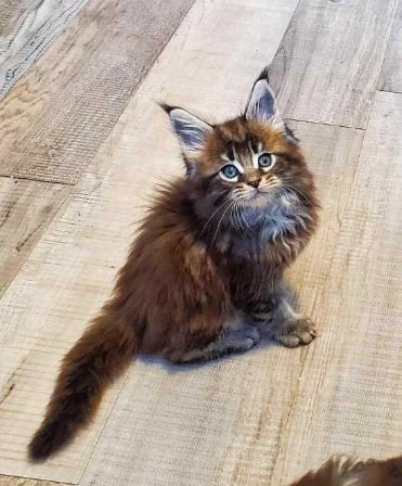 Maine Coon For Sale In Kolkata