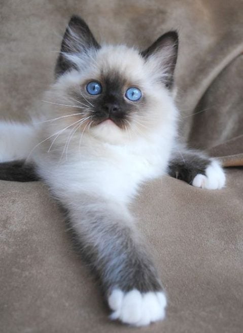 Siamese For Sale In Chennai