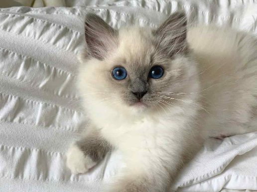 Ragdoll For Sale In Srinagar JK