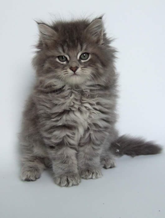 Siberian For Sale In Chennai