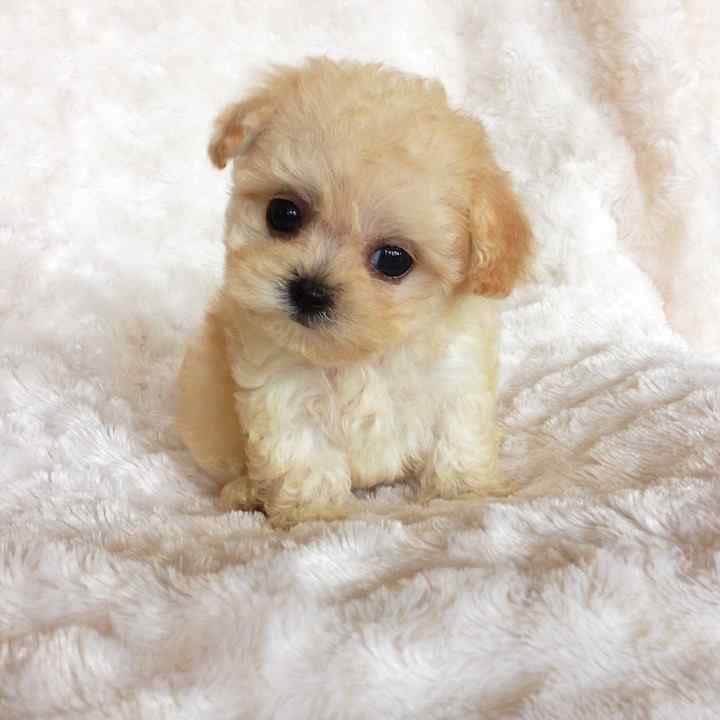 Maltipoo For Sale In Kochi