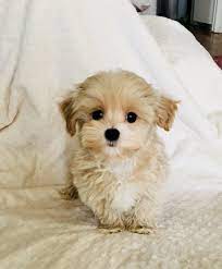 Maltipoo For Sale In Kochi