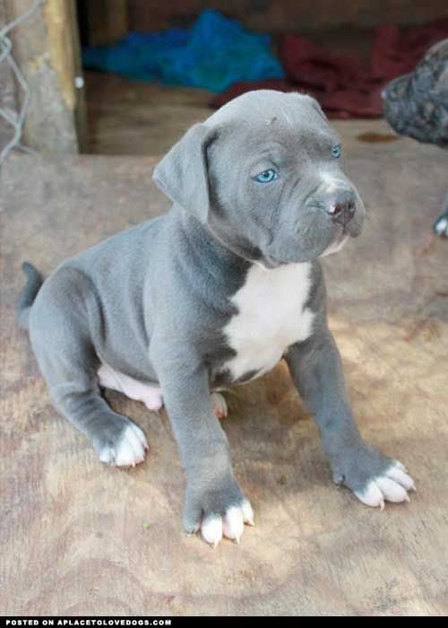 American Bulldog For Sale In Jammu