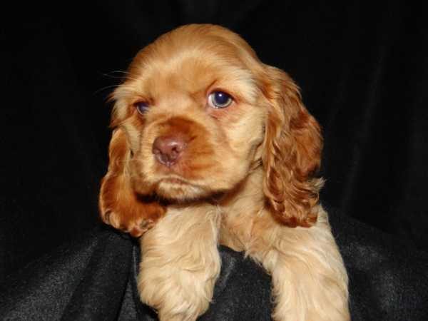 Cocker Spaniel For Sale In Dehradun