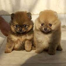 Toy Pom For Sale In Bangalore
