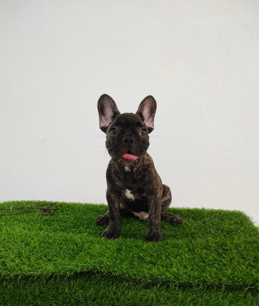 French Bulldog For Sale In Noida