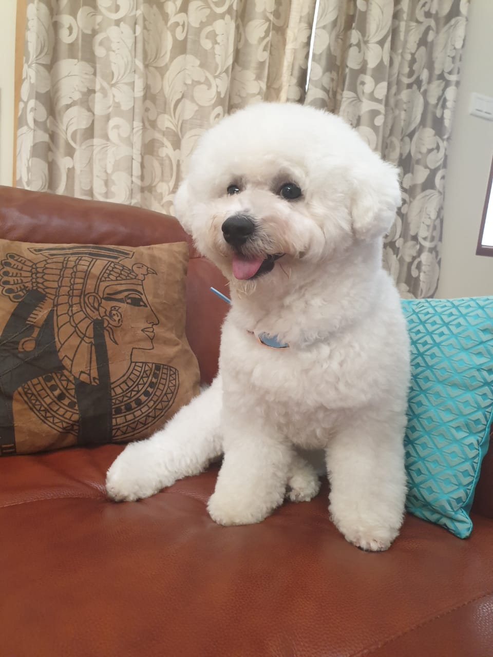 Bichon Frise Dogs For Mating In Bangalore