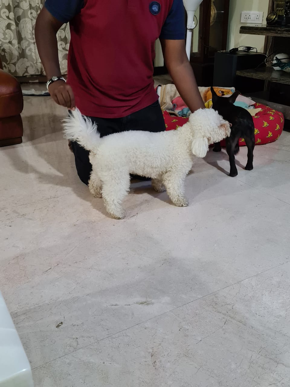 Bichon Frise Dogs For Mating In Bangalore