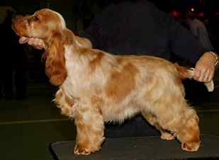Cocker Spaniel Dogs For Mating In Kochi