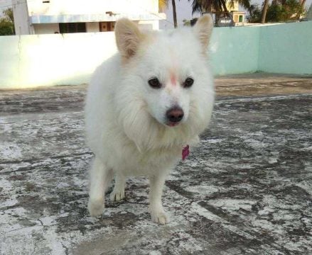 Pomeranian Dogs For Mating In Kochi