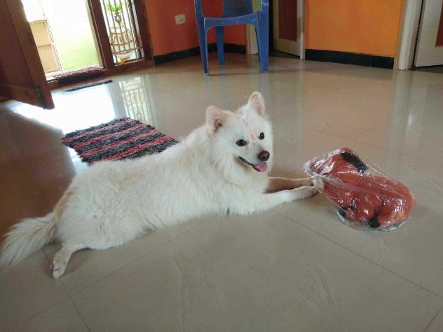 Pomeranian Dogs For Mating In Kochi