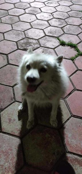Pomeranian Dogs For Mating In Kochi