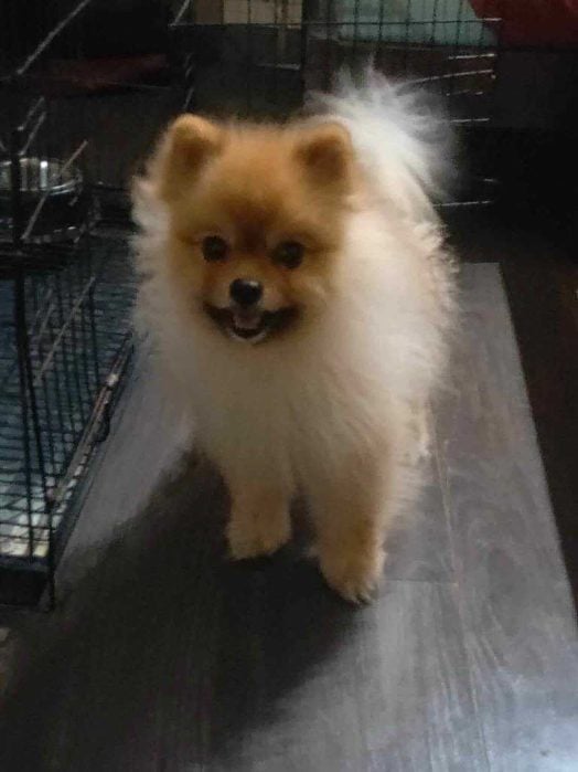 Toy Pomeranian Dogs For Mating In Bangalore