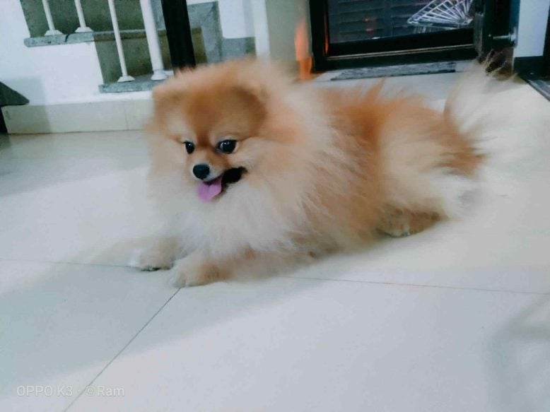 Toy Pomeranian Dogs For Mating In Bangalore