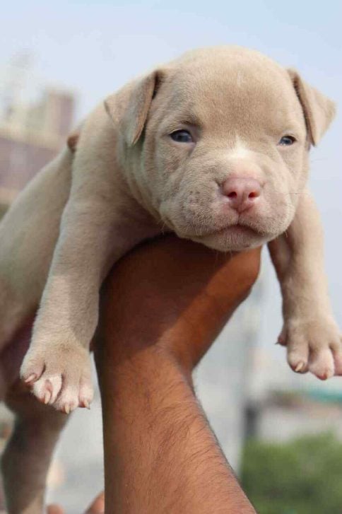 American Bully For Sale In Kochi