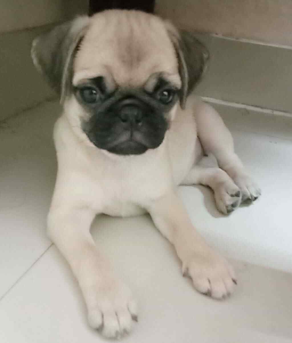 Pug For Sale In Delhi
