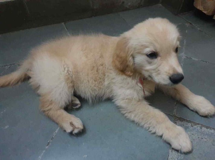 Golden Retriever For Sale In Jammu