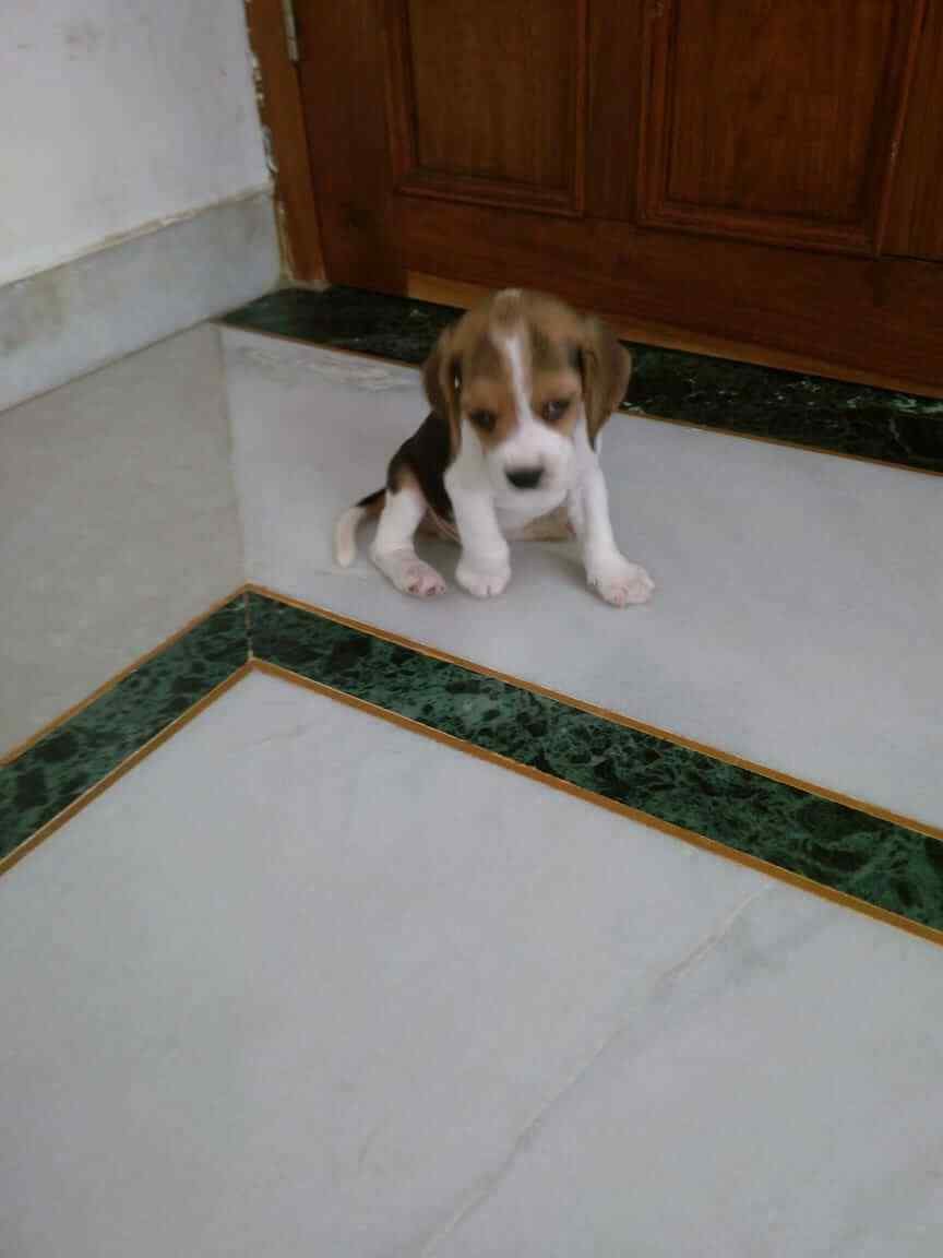 Beagle For Sale In Thrissur