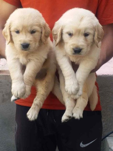 Golden Retriever For Sale In Jammu