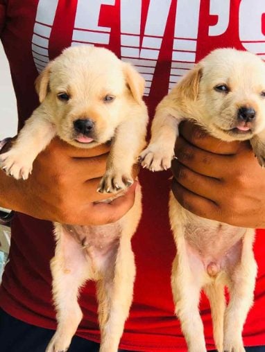 Labrador Retriever For Sale In Kozhikode