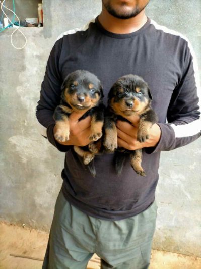 Rottweiler For Sale In Kanpur