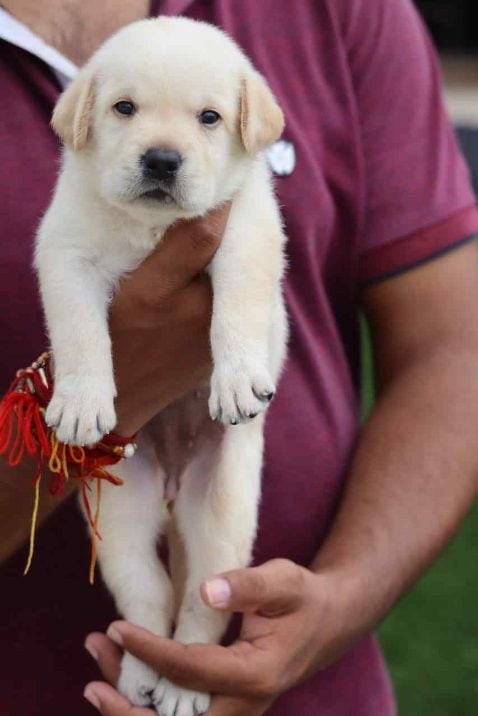 Labrador Retriever For Sale In Kozhikode