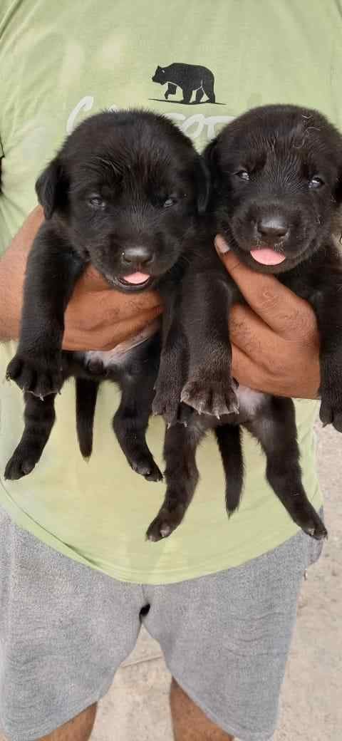 Labrador Retriever For Sale In Kozhikode