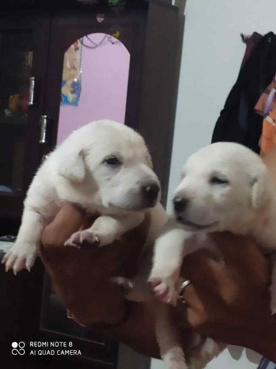 Labrador Retriever For Sale In Kozhikode
