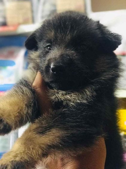 German Shepherd For Sale In Jodhpur