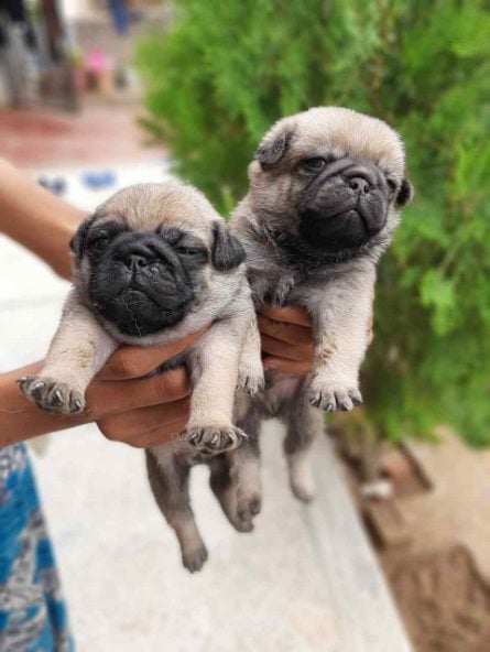 Pug For Sale In Jammu