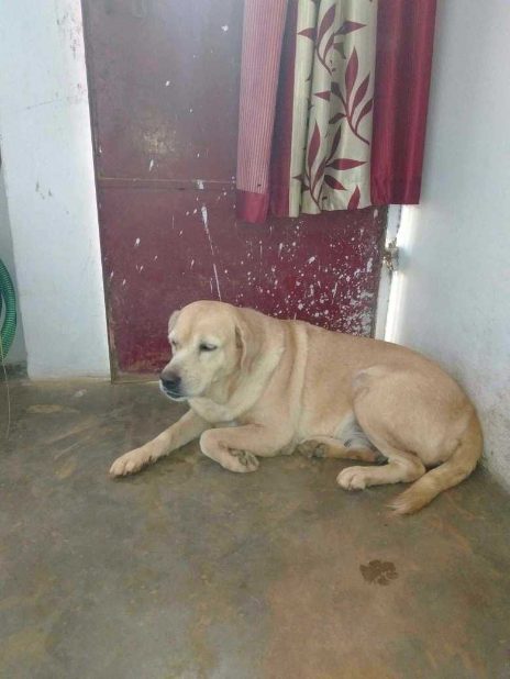 Labrador Retriever Dogs For Mating In Dehradun