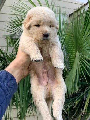Golden Retriever For Sale In Jammu